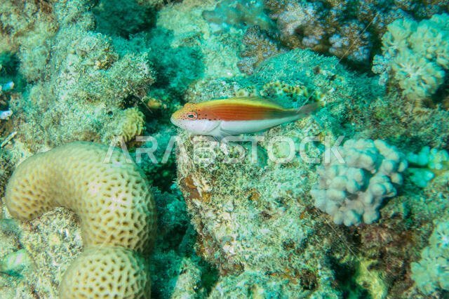 Freckled Hawk Fish