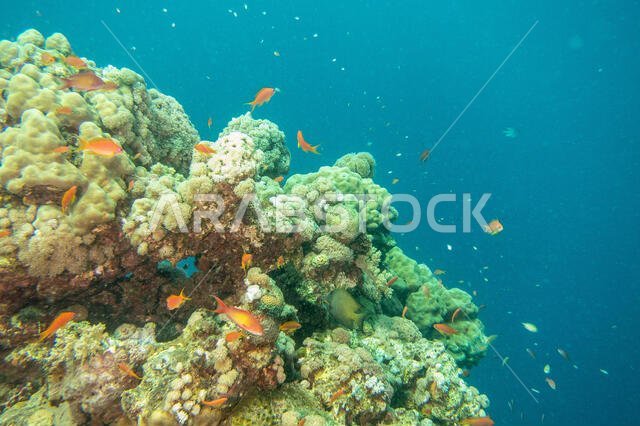 Coral Reef in the Red Sea