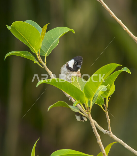 Close-up of the little bulbul standing on the branches of the tree, white-cheeked bulbul, birds with a good voice.