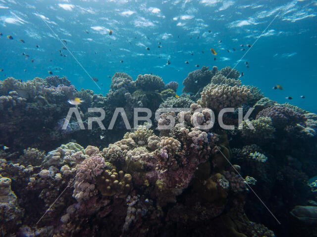 الشعاب المرجانية في البحر الأحمر
