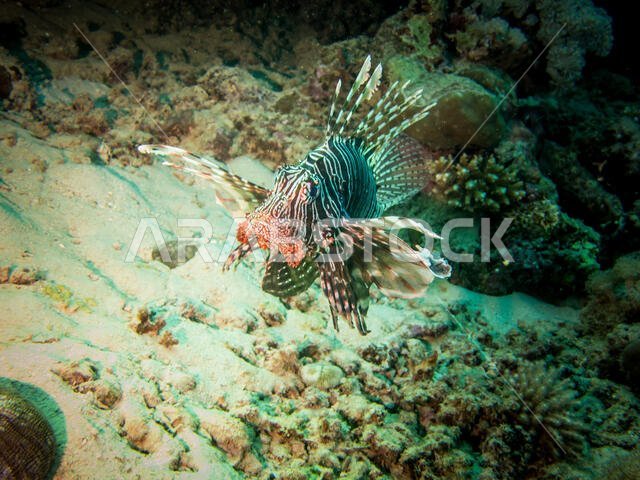 Lion fish in the Red Sea