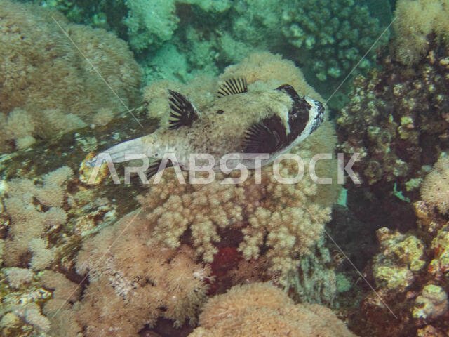 Masked Puffer Fish