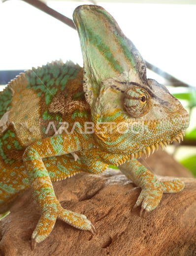 الحرباء المقنعة تتجول على الشجرة. الحرباء المقنعة (Chamaeleo calyptratus) نوع من الحرباء موطنه الأصلي شبه الجزيرة العربية في اليمن والمملكة العربية السعودية. الحرباء المقنعة تتجول على الشجرة. الحرباء المقنعة (Chamaeleo calyptratus) نوع من الحرباء موطنه الأصلي شبه الجزيرة العربية في اليمن والمملكة العربية السعودية.