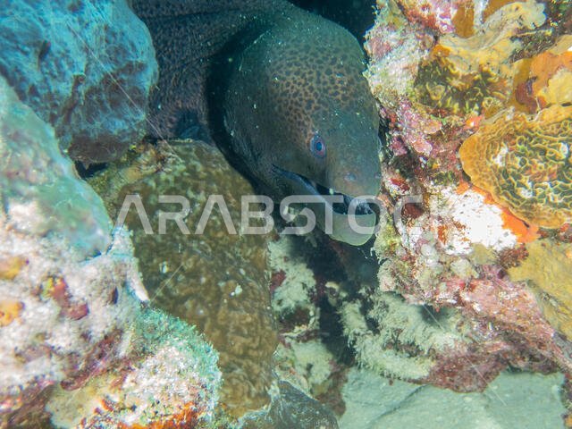 Giant Moray Eel