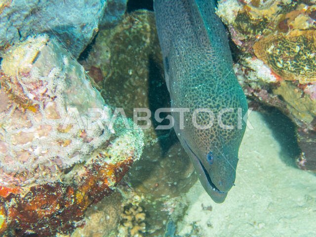 Giant Moray Eel
