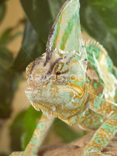 الحرباء المقنعة تتجول على الشجرة. الحرباء المقنعة (Chamaeleo calyptratus) نوع من الحرباء موطنه الأصلي شبه الجزيرة العربية في اليمن والمملكة العربية السعودية.