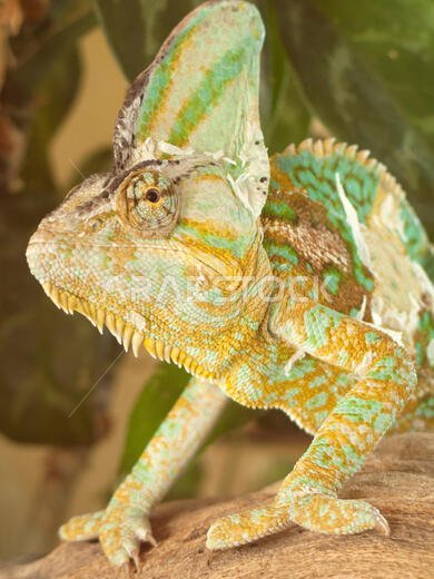 الحرباء المقنعة تتجول على الشجرة. الحرباء المقنعة (Chamaeleo calyptratus) نوع من الحرباء موطنه الأصلي شبه الجزيرة العربية في اليمن والمملكة العربية السعودية.