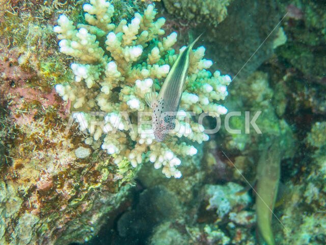 Freckled Hawk Fish