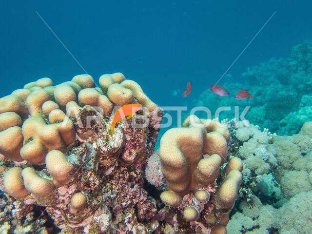 Coral Reef in the Red Sea