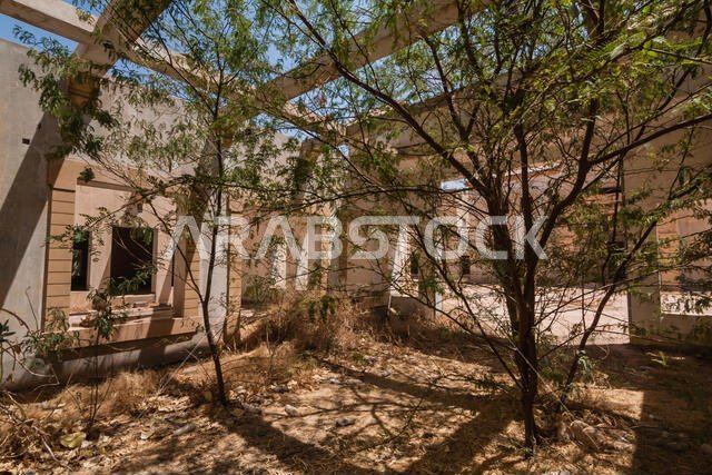 Acacia trees on the entrance yard of the abandoned luxury villa in Riyadh