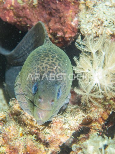 Giant Moray Eel