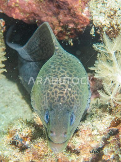 Giant Moray Eel