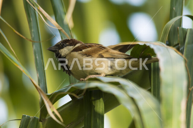 Close-up of the little bulbul standing on the branches of the tree, white-cheeked bulbul, birds with a good voice.