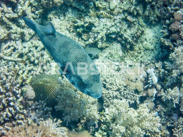 Starry Puffer Fish in the Red Sea
