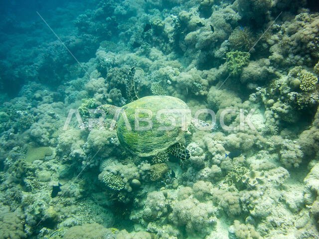 Hawksbill Turtle in the Red Sea
