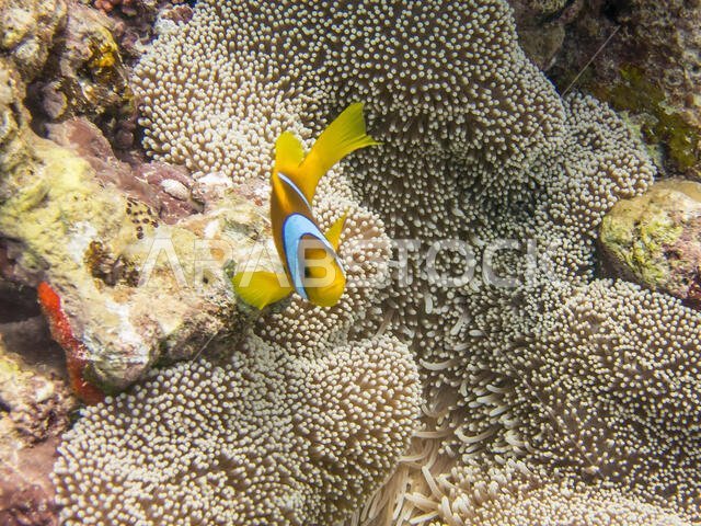 سمكة شقائق النعمان في البحر الأحمر