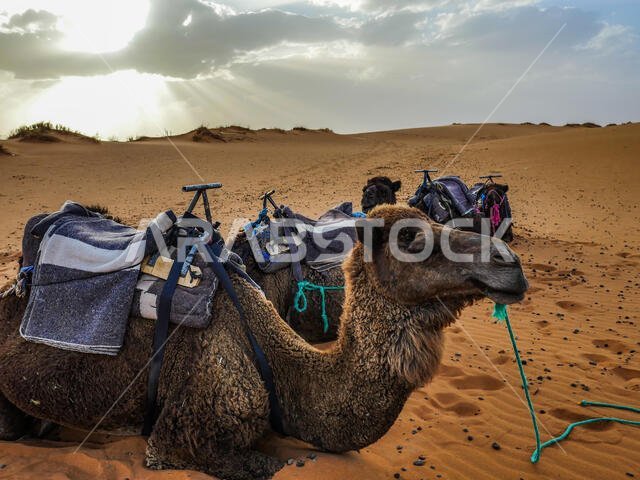 Morocco two camel in the sahara desert in merzouga