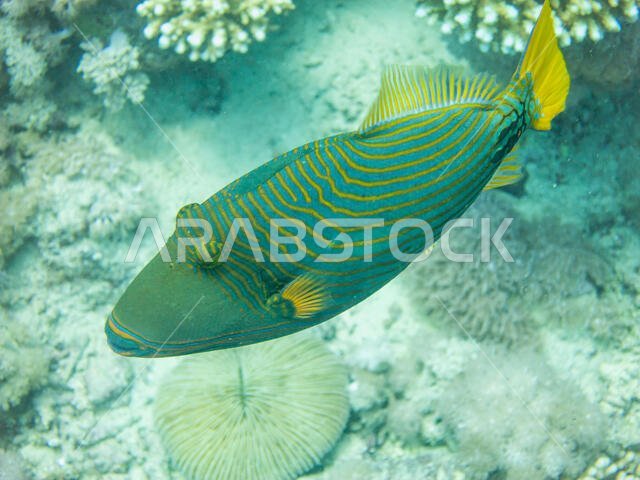 Orange Striped Trigger Fish in the Red Sea