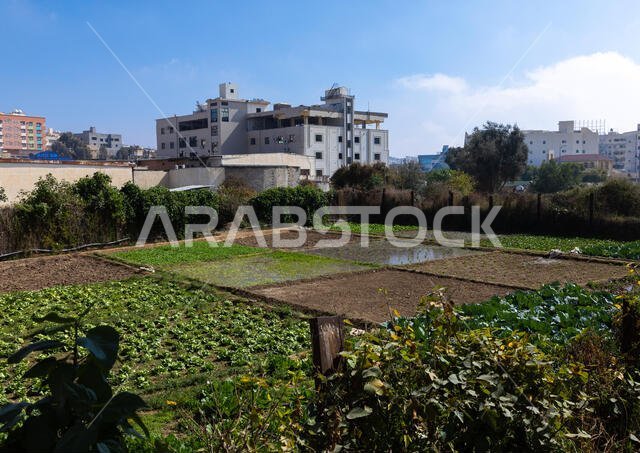 Gardens in the city center, Asir province, Abha, Saudi Arabia