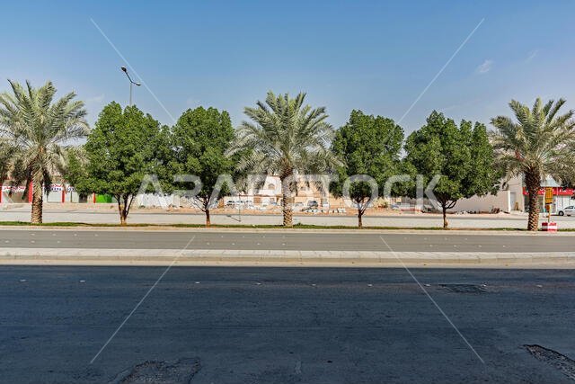 Trees in the median in a Riyadh neighbourhood, Saudi Arabia.