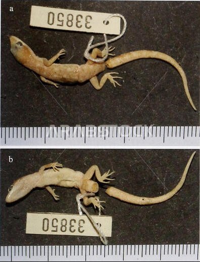 . Bonn zoological bulletin. Zoology. A new species of the genus Tropiocolotes from Central Saudi Arabia 279. Fig. 6. Tropiocolotes stendneri (ZFMK 33850), Wadi Haifa, Sudan. (Fig. 6a: dorsal view, Fig. 6b: ventral view. Scale: 1mm interline distance). marked interruption between throat and chest and cloacal slit. Dorsal sides of forelimbs covered with imbricate scales, some of which show very slight carination, scales of ventral sides juxtaposed and slightly swollen, somewhat smaller than scales