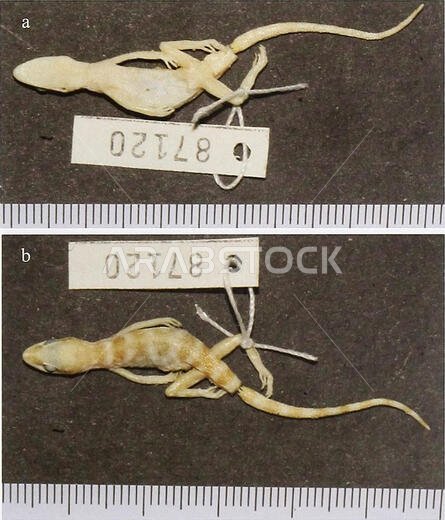 . Bonn zoological bulletin. Zoology. SPECIES DESCRIPTION Tropiocolotes wolfgangboehmei sp. n. Type material: Holotype, ZFMK 43668, Ath-Thumama, Saudi Arabia, leg. T Kordges, 1985; Paratype, ZFMK 87120, Ath-Thumama (25° 16' N, 46° 37' E), Saudi Ara- bia, leg. T. Wilms, 09.05.2001, 10:30 hrs Diagnosis. A small gecko with a maximum snout-vent- length of 29.4 mm. The species possesses all diagnostic characters of the genus Tropiocolotes (in the sense of Kluge 1967) including digits slightly angularl