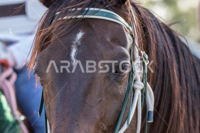 سباق الخيل في مضمار الملك خالد، الطائف، المملكة العربية السعودية. ٢٣/٠٦/٢٠١٨