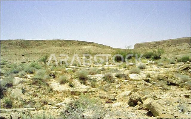 نشرة بون لعلم الحيوان. علم الحيوان. 278 توماس م. ويلمز وآخرون. الشكل 4. الموطن وموقع النمط المساعد لـ Tropiocolotes wolf- gangboehmei sp. n. في الثمامة (25° 16' شمالاً، 46° 37' شرقاً)، المملكة العربية السعودية. يبلغ عرض الخطم 1.5 ضعف ارتفاعه، وينقسم جزئيًا بشق وسطي. يحد فتحة الأنف حراشف خطمية، وحرشفة شفوية علوية أولى، وحرشفتان أنفيتان خلفيتان صغيرتان، تفصل بينهما حرشفتان أنفيتان داخليتان كبيرتان. يلي الحرشفتان الأنفيتان زوج واحد من الحراشف متساوية تقريبًا. الخطم والسطح العلوي للرأس مغطى بـ 