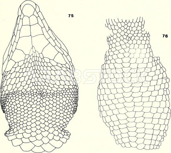 . Bonner zoologische Monographien. Zoology. 121. more raised. Larger gulars. Fragmented fourth supraocular. 12, sometimes 14, almost straight longitudinal rows of ventrals. Dorsals flat, granular, and never keeled. Temporals large and flat. Distribution This subspecies occurs in northern Saudi Arabia, Kuwait, and Iraq. Haas &amp; Werner (1969) reported it from Lake Habbaniyah in Iraq. Discussion Haas (1957) based his description of hardyi on only one specimen from Hir- mas Station near Tebuk, no