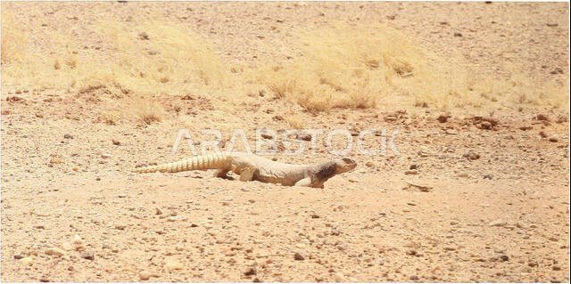 . Bonner zoologische Beiträge : Herausgeber: Zoologisches Forschungsinstitut und Museum Alexander Koenig, Bonn. Biology; Zoology. 260 Thomas M. Wilms et al.: Arabian Spiny-tailed Lizards in Saudi Arabia. Fig. 1. Adull UiDDuistyx iicg¡>lia micmlepis at Mahazat as-Sayd, Saudi Arabia. Photo: T. W il .is. The primary production of Uromasha habitats is quite low and exhibits strong seasonal and annual differences. There- fore it is somewhat surprising that Uromastyx aegyptia, as all other species 