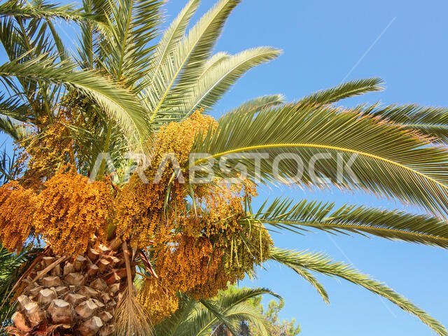 Palm garden in the Riyadh city, Saudi Arabia