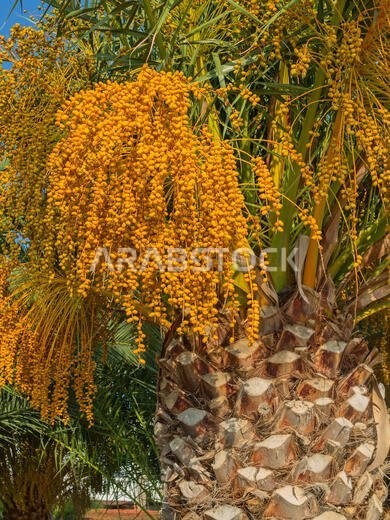 Palm garden in the Riyadh city, Saudi Arabia