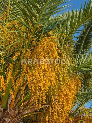 Palm garden in the Riyadh city, Saudi Arabia