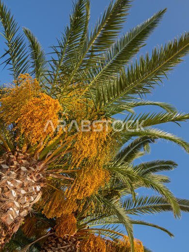 Palm garden in the Riyadh city, Saudi Arabia