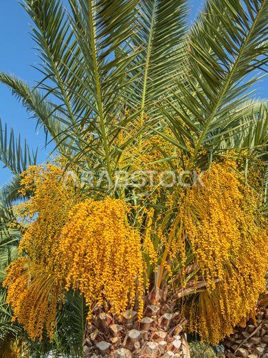 Palm garden in the Riyadh city, Saudi Arabia