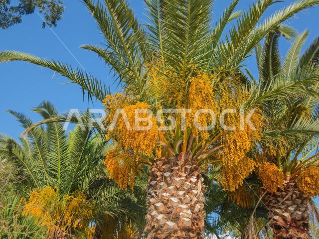 Palm garden in the Riyadh city, Saudi Arabia