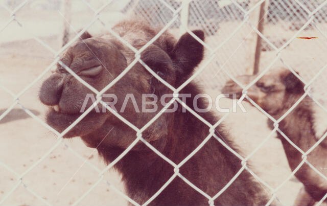 Camels, Dogs, and Goats Await Sale at the Camel Market in Hofuf (Al-Hofuf), Al-Ahsa, in the Eastern Province of Saudi Arabia