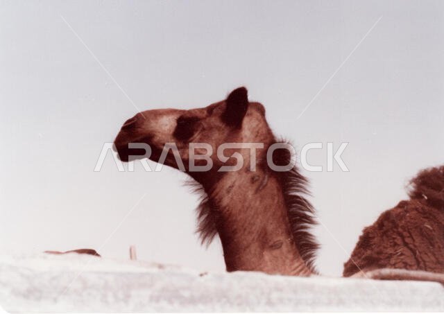 Camels are penned, waiting to be sold, at the Camel Market in Hofuf, Al-Ahsa, Saudi Arabia.