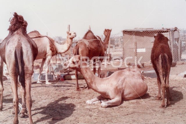Camels are penned, waiting to be sold, at the Camel Market in Hofuf, Al-Ahsa, Saudi Arabia.