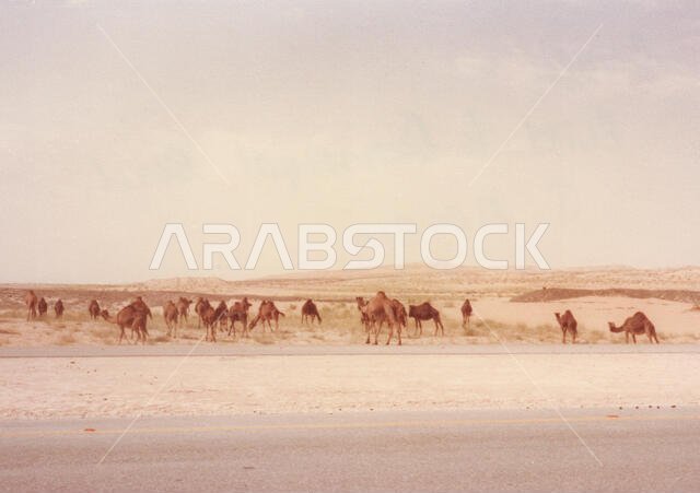 Camels graze and move at their shepherd's direction near Quarrayah Beach, outside of Abqaiq, Saudi Arabia in the late 70s.