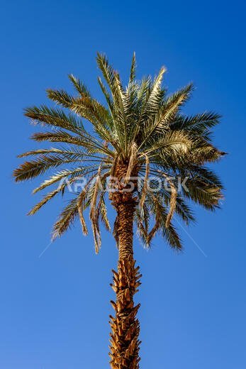 Palm tree against a blue sky, Saudi Arabia
