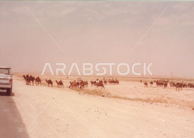 ترعى الجمال وتتحرك بتوجيه من راعيها بالقرب من شاطئ القرايا، خارج بقيق، المملكة العربية السعودية في أواخر السبعينيات.