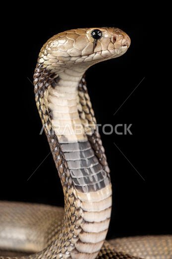 Naja nubia / Nubian spitting cobra Naja nubia / Nubian spitting cobra