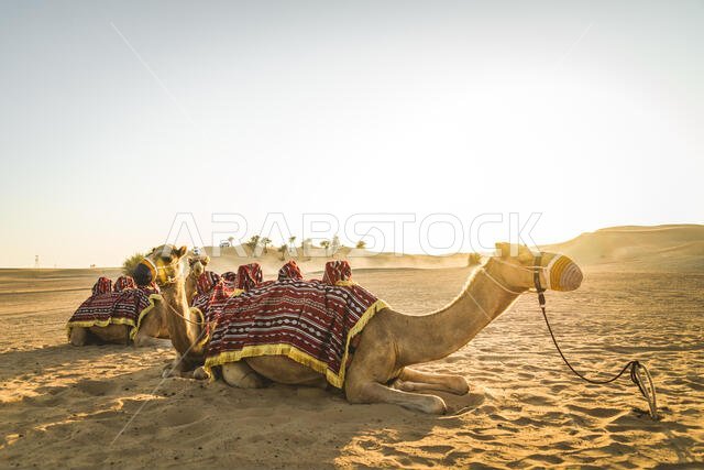 Camels in the desert sitting on the sand