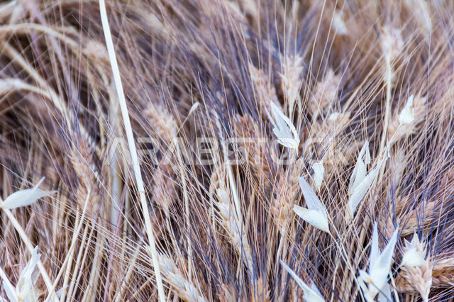 صورة مقربة لمجموعة من نباتات القمح في الحقل ، سنابل ، محاصيل زراعية ، حقول و مزارع القمح