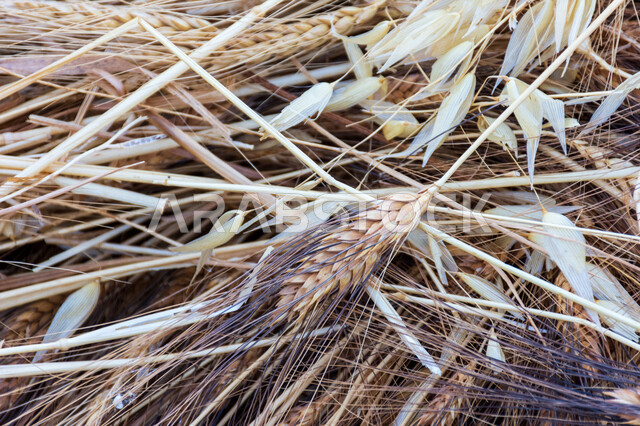 صورة مقربة لمجموعة من نباتات القمح في الحقل ، سنابل ، محاصيل زراعية ، حقول و مزارع القمح