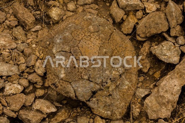 Rugose fossil corals in the desert of Saudi Arabia near Riyadh, Saudi Arabia