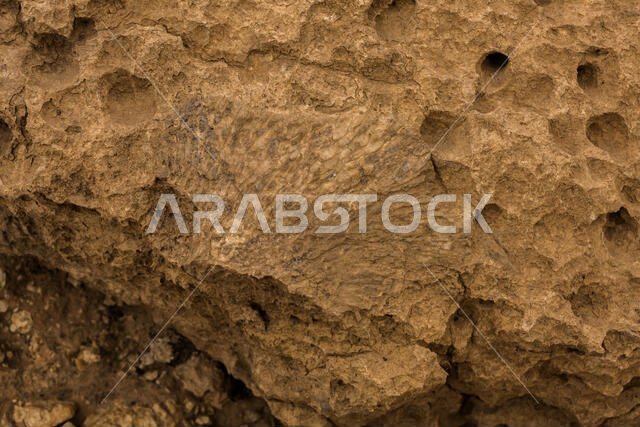 أحافير مرجانية مسطحة (مقطع طولي) في صحراء المملكة العربية السعودية بالقرب من الرياض