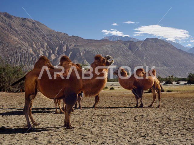 جمال حمراء كبيرة في صحراء المرتفعات.
