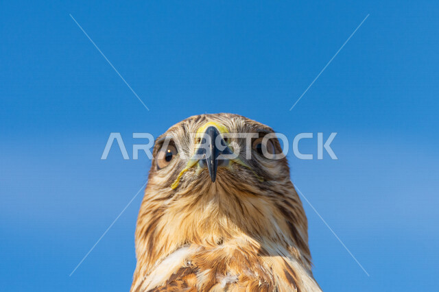 صورة مقربة لطائر الباز المفترس ، حدة البصر ، المنقار الحاد ، رحلات الصيد ، تربية وتدريب الطيور الجارحة ، طائر الصقر
